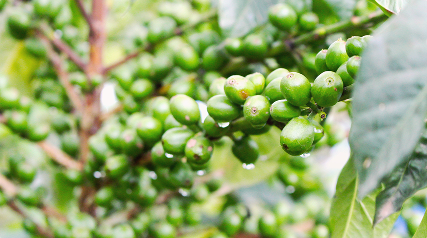 Asnakech And The Green Gold Coffee In Ethiopia Lavazza